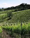 Icario vineyards.webp