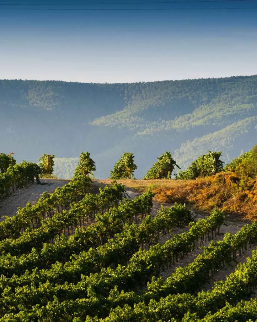 AT Roca, vineyard visit.webp