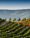 AT Roca, vineyard visit.webp