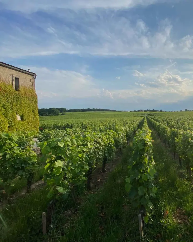 Château Destieux, vineyards.webp