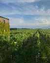 Château Destieux, vineyards.webp