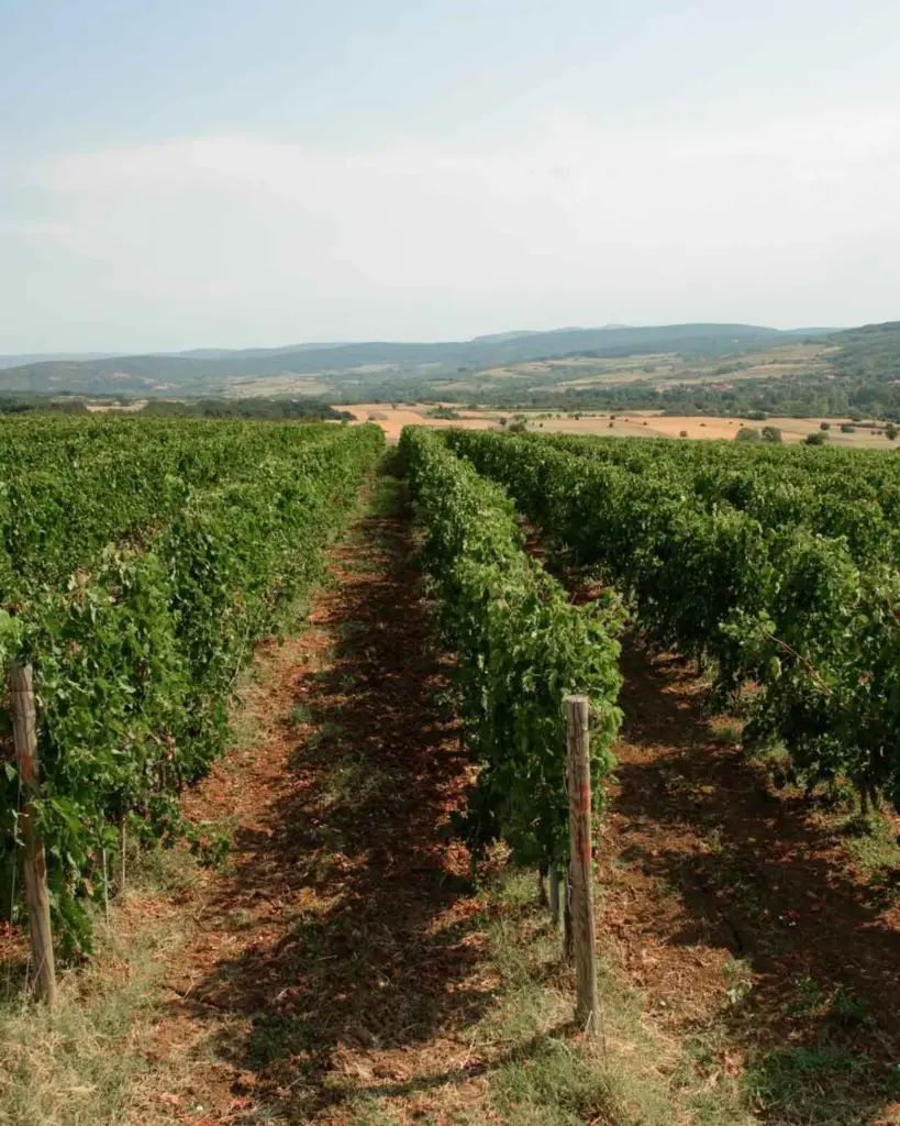 100 Women Winery, Vineyards walk.webp