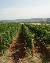 100 Women Winery, Vineyards walk.webp