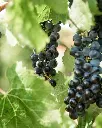 100 Women Winery, Vineyards Tour.webp