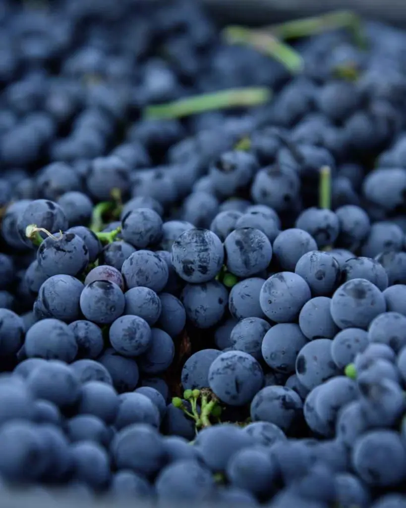 100 Women Winery, grapes.webp