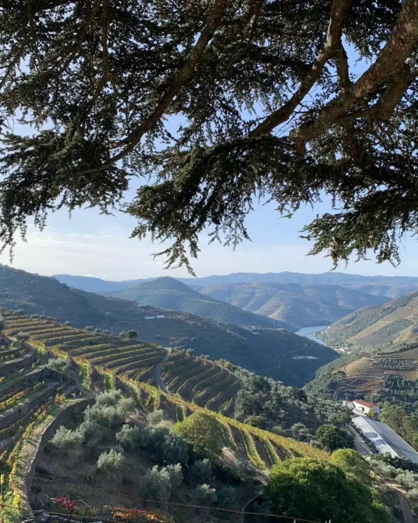 Quinta Do Noval sensory experience.webp