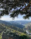 Quinta Do Noval sensory experience.webp