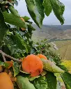 Douro Valley fruits.webp
