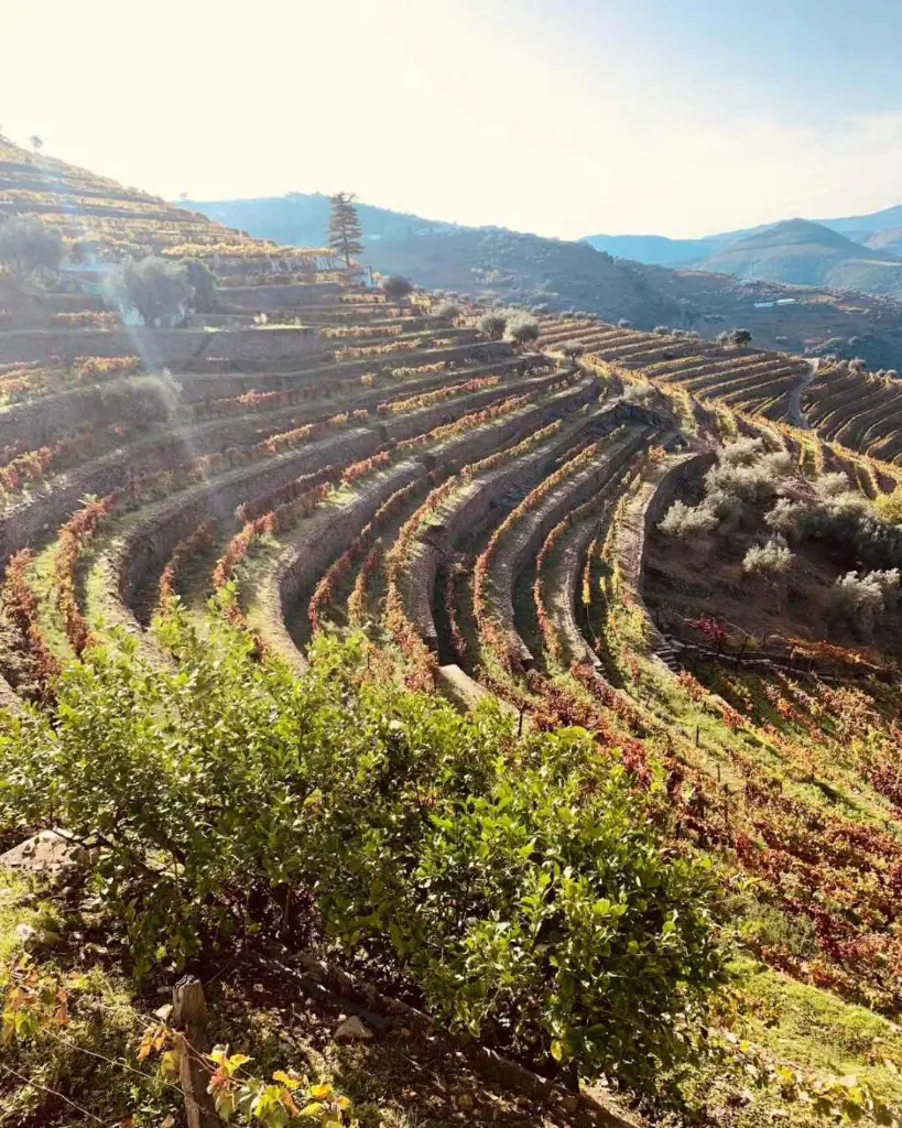 Douro Valley Quinta Do Noval vineyards sensory visit.webp