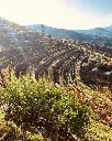 Douro Valley Quinta Do Noval vineyards sensory visit.webp