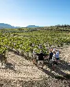 Bell Cros, vineyard tour.webp