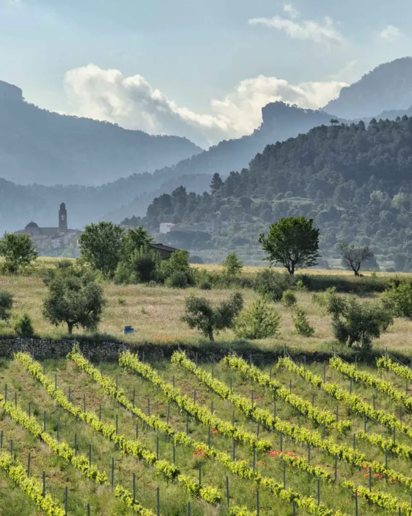 Bell Cros, vineyards.webp