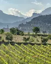 Bell Cros, vineyards.webp