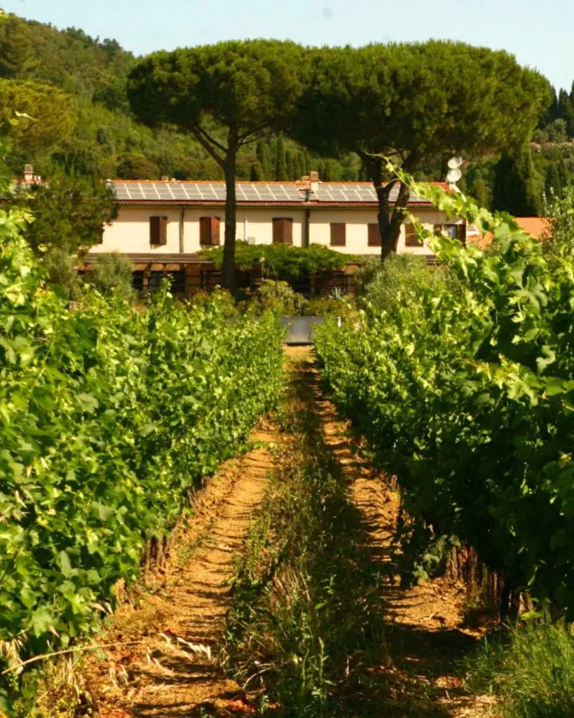Tenuta Biologica Bulichella, Estate tour.webp