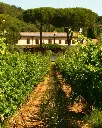 Tenuta Biologica Bulichella, Estate tour.webp