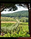 Tenuta Biologica Bulichella, panoramic views on vineyards.webp
