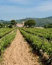 Bodegas Torre Del Veguer, vineyard visit.webp