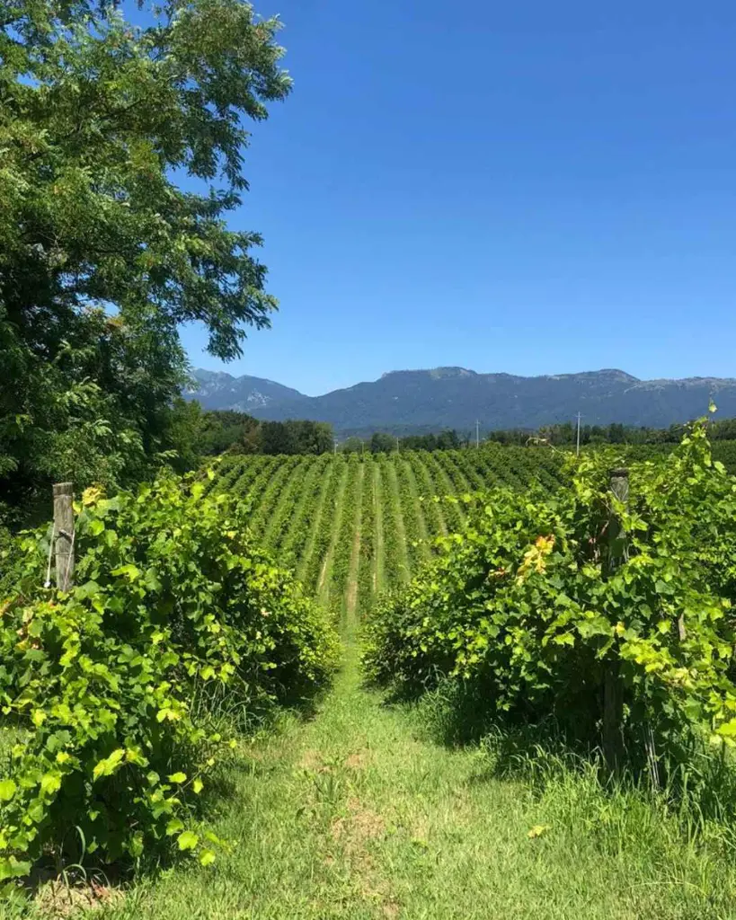 Le Manzane, vineyard visit.webp