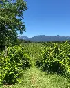 Le Manzane, vineyard visit.webp