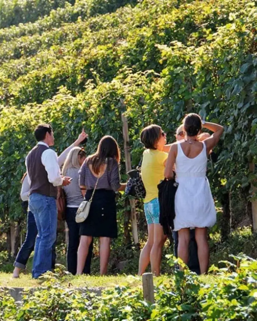 Tenuta La Gatta Vineyard tour.webp