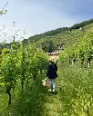 La Gatta Picnic in vineyards.webp