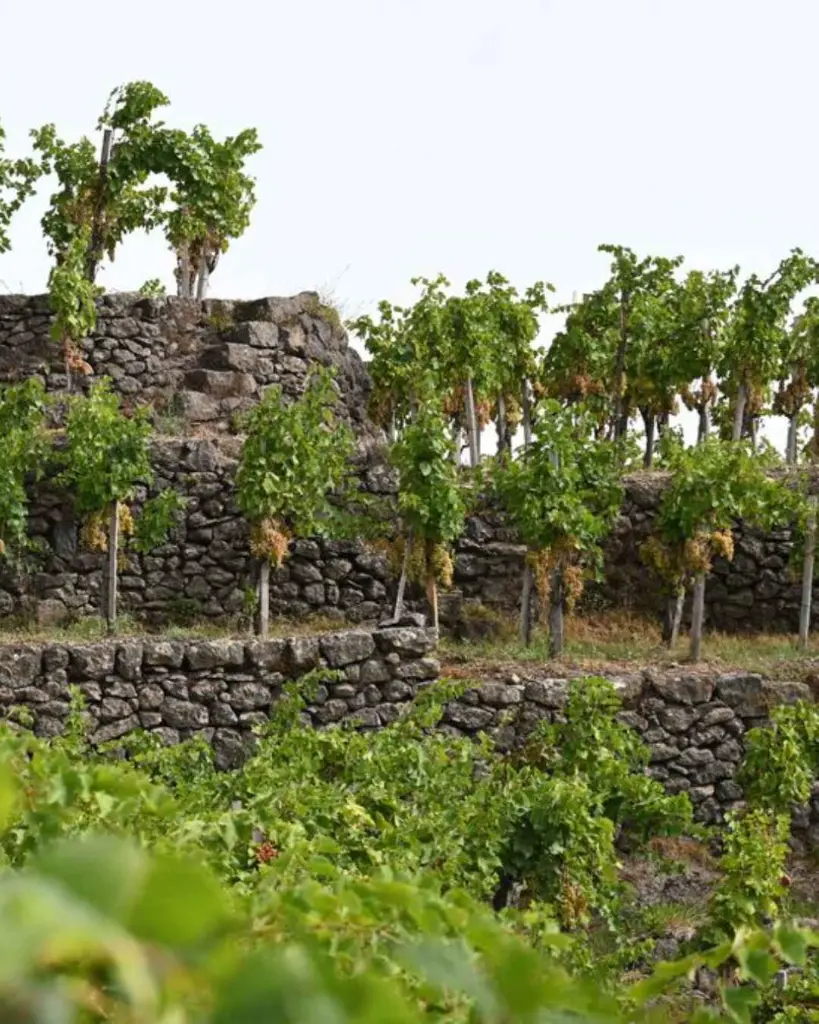 I Custodi delle Vigne dell'Etna vineyards.webp
