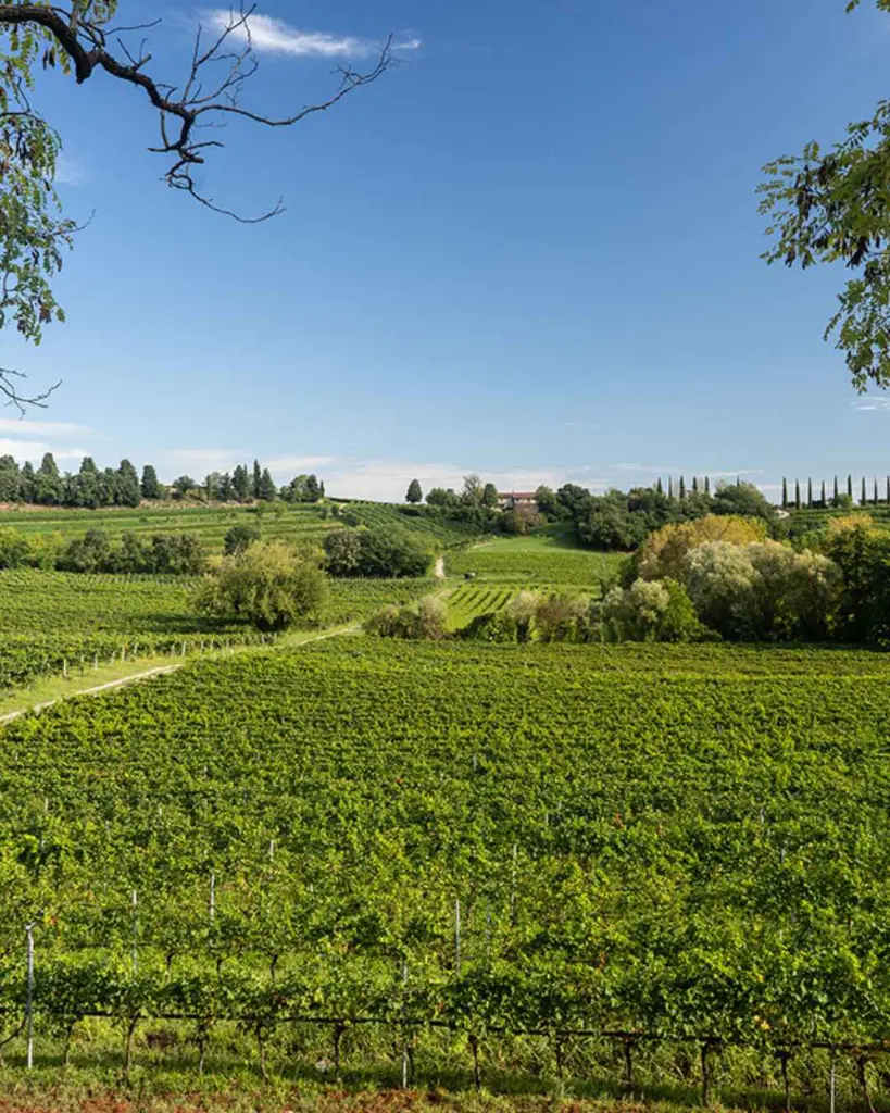 Gorgo winery, vineyards.webp