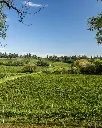Gorgo winery, vineyards.webp