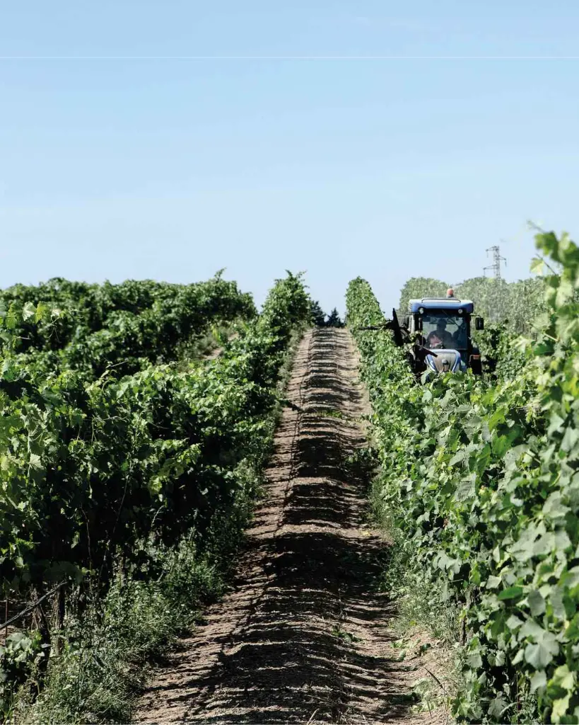 Dioniso Ramaddini experience vineyards.webp
