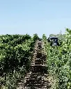 Dioniso Ramaddini experience vineyards.webp