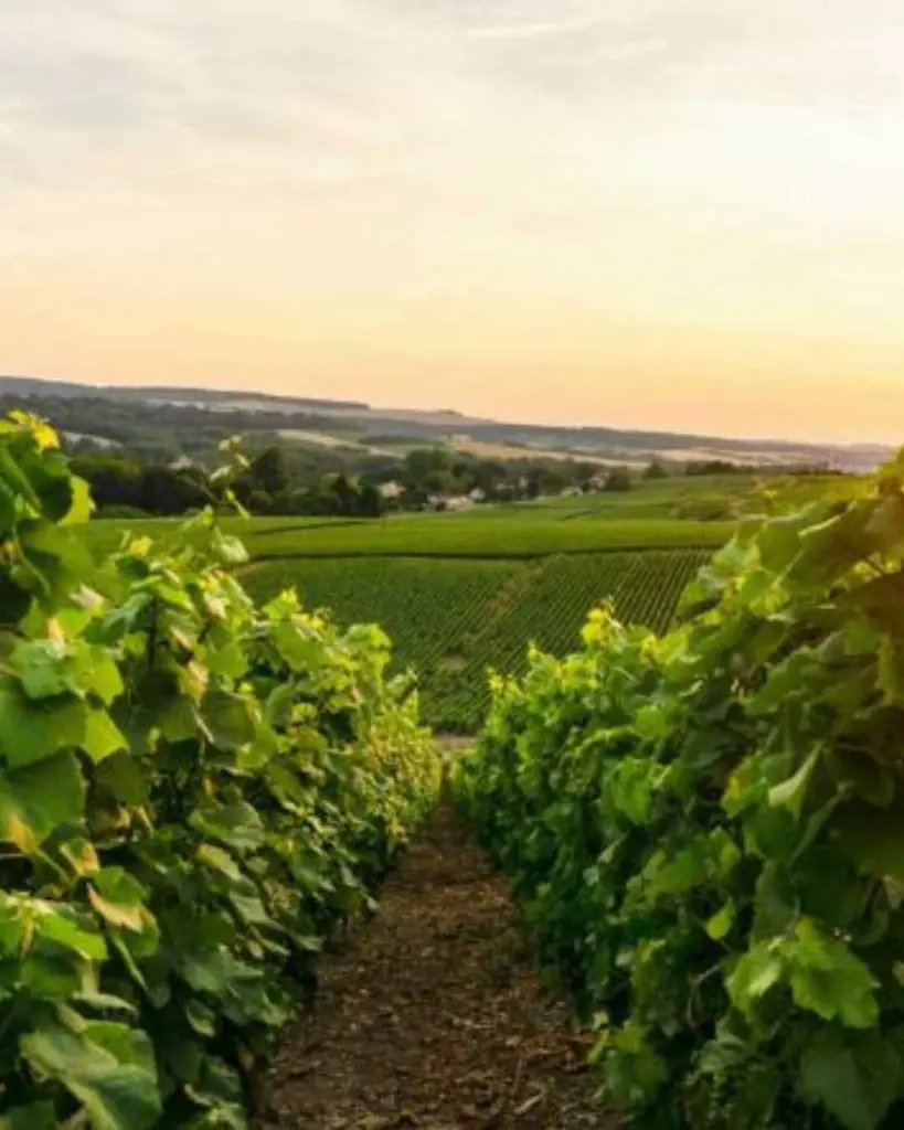 Tenuta Sette Ponti, vinyards visit.webp