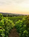 Tenuta Sette Ponti, vinyards visit.webp