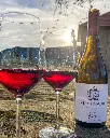 Quinta da Vineadouro tasting .webp