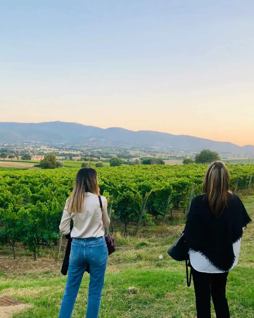 Perticaia Winery, vineyard.webp