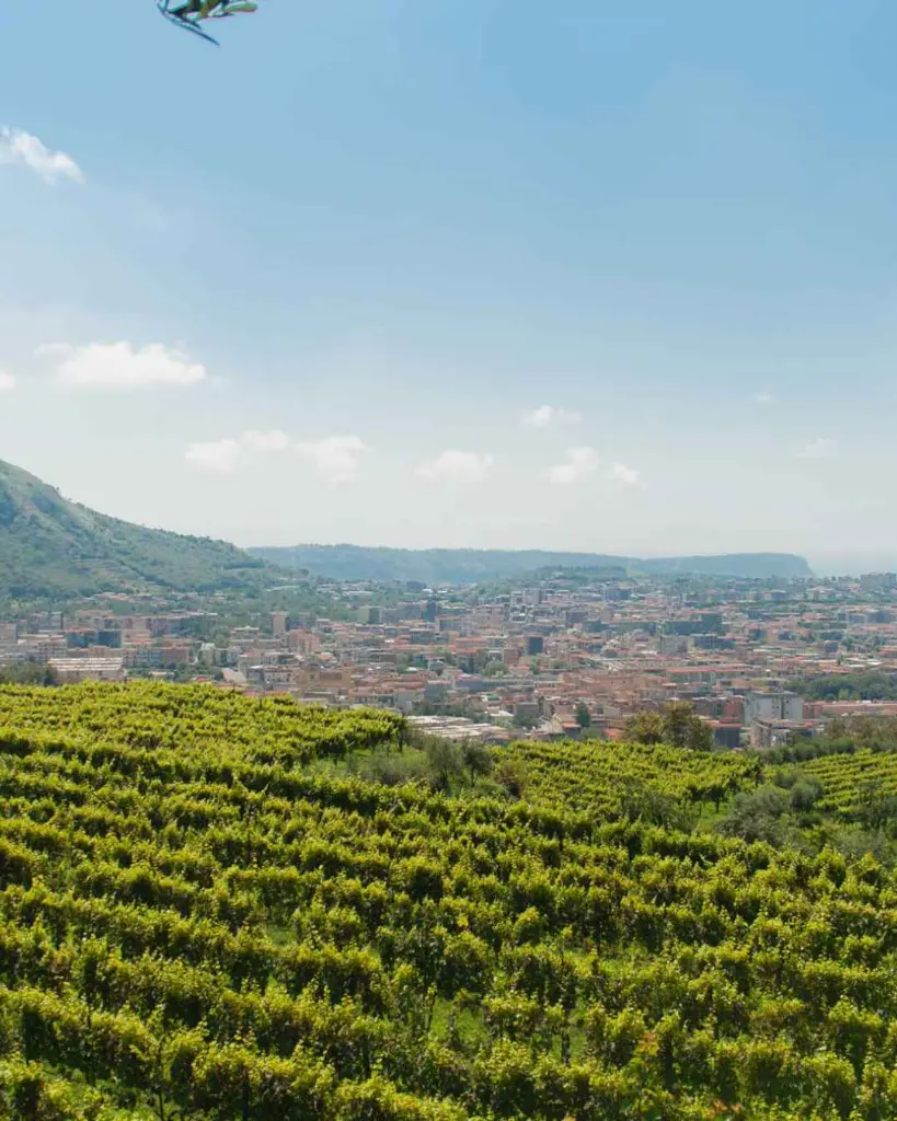Cantine Astroni, vineyard.webp