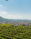 Cantine Astroni, vineyard.webp