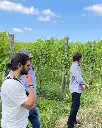 Cantine Astroni, vineyard tour.webp