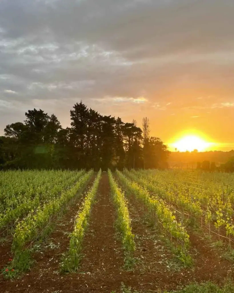 Castel di Salve, vineyards.webp