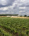 Cantina Masseria Torricella, vineyards.webp