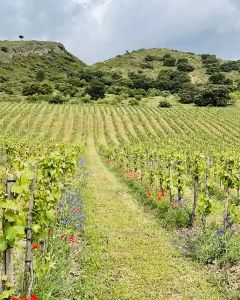 Bodega Doña Felisa, vineyard visit.webp