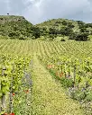 Bodega Doña Felisa, vineyard visit.webp