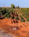 Herdade Grande, vineyard visit.webp