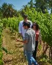 Maquis Wines, vineyard tour.webp