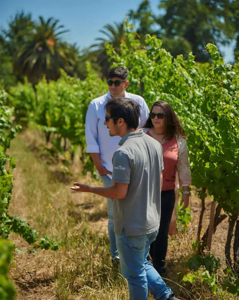 Maquis Wines, vineyard tour.webp