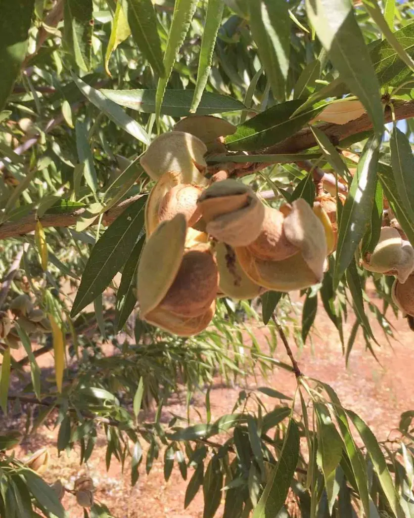 Herdade da Mingorra, almonds.webp