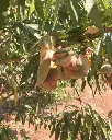 Herdade da Mingorra, almonds.webp