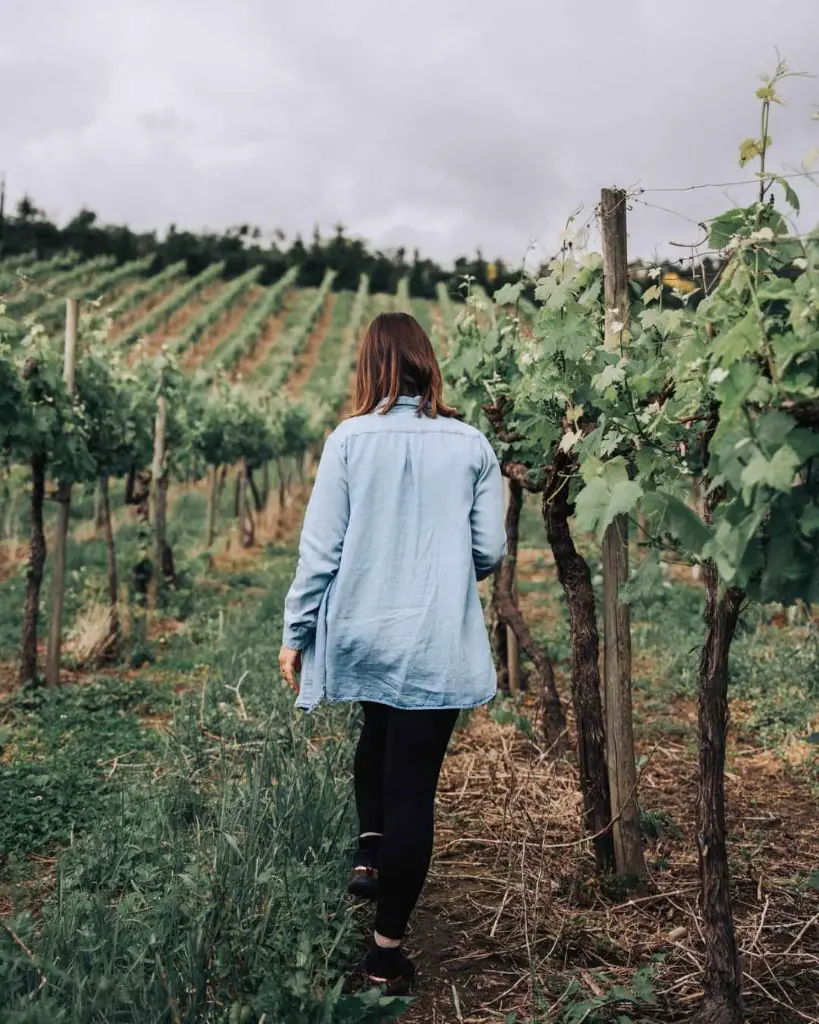 Quinta de Lourosa, vineyard visit.webp