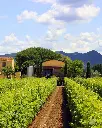Terre Del Marchesato, Italy.webp