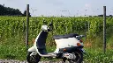 Vineyards vespa tour.webp