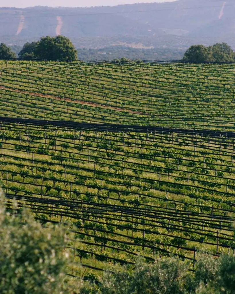 Casa Relvas, vineyards.webp
